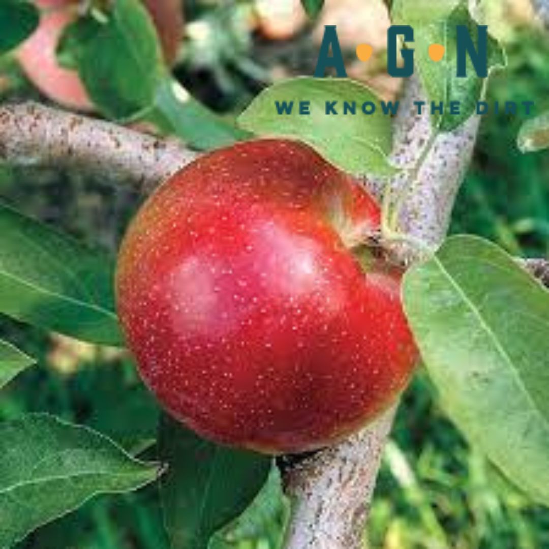 Liberty Apple Tree