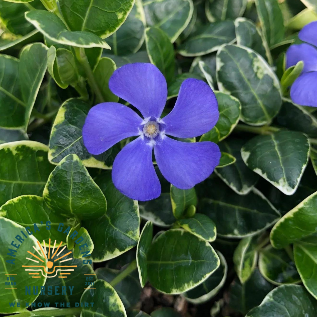 Vinca Minor (Periwinkle), Ralph Shugert