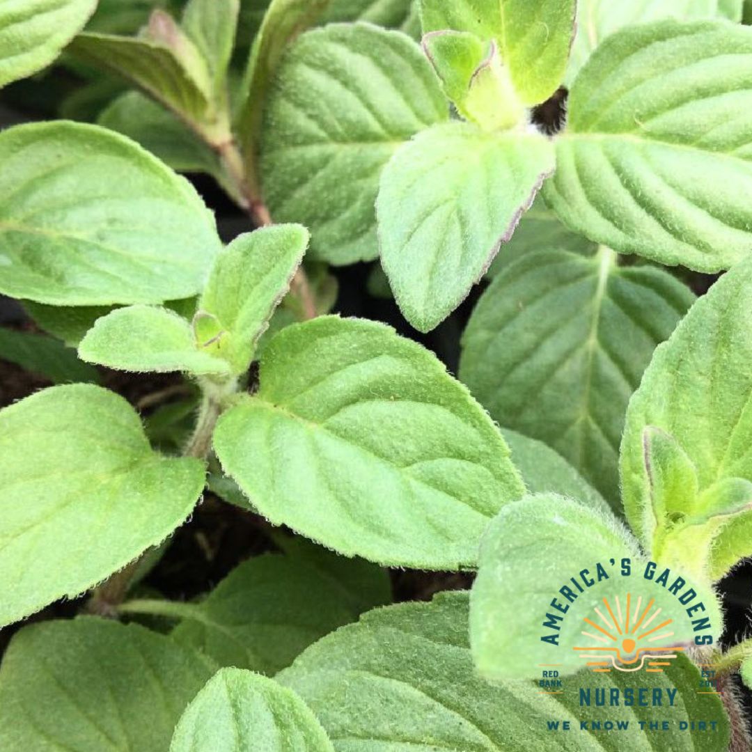 Hilary's Sweet Lemon Mint Plant