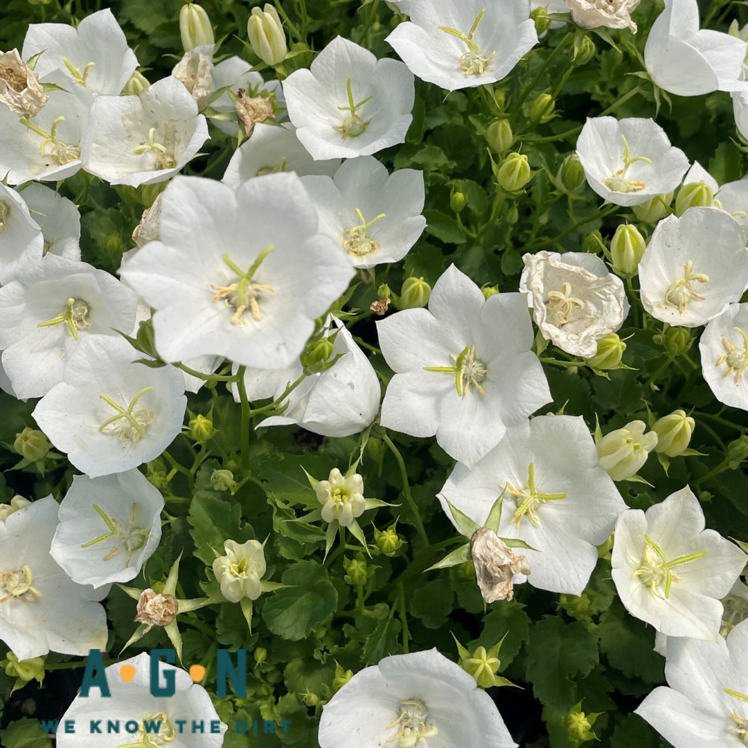 Pearl White Campanula (Bellflower)