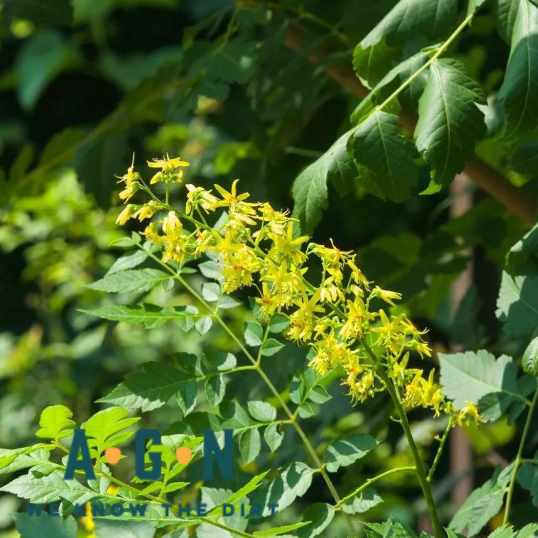Golden Rain Tree