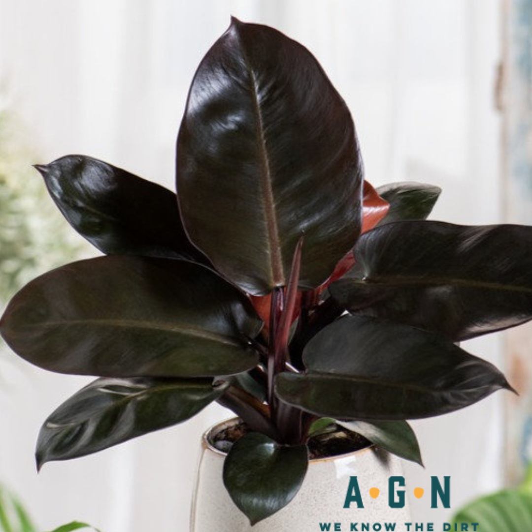 Philodendron Black Cardinal