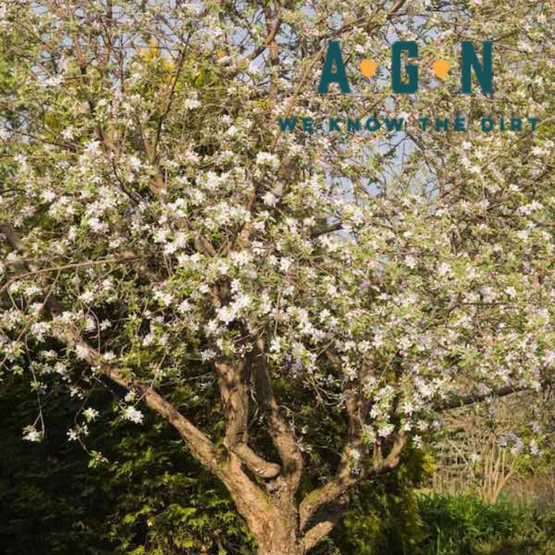 Liberty Apple Tree