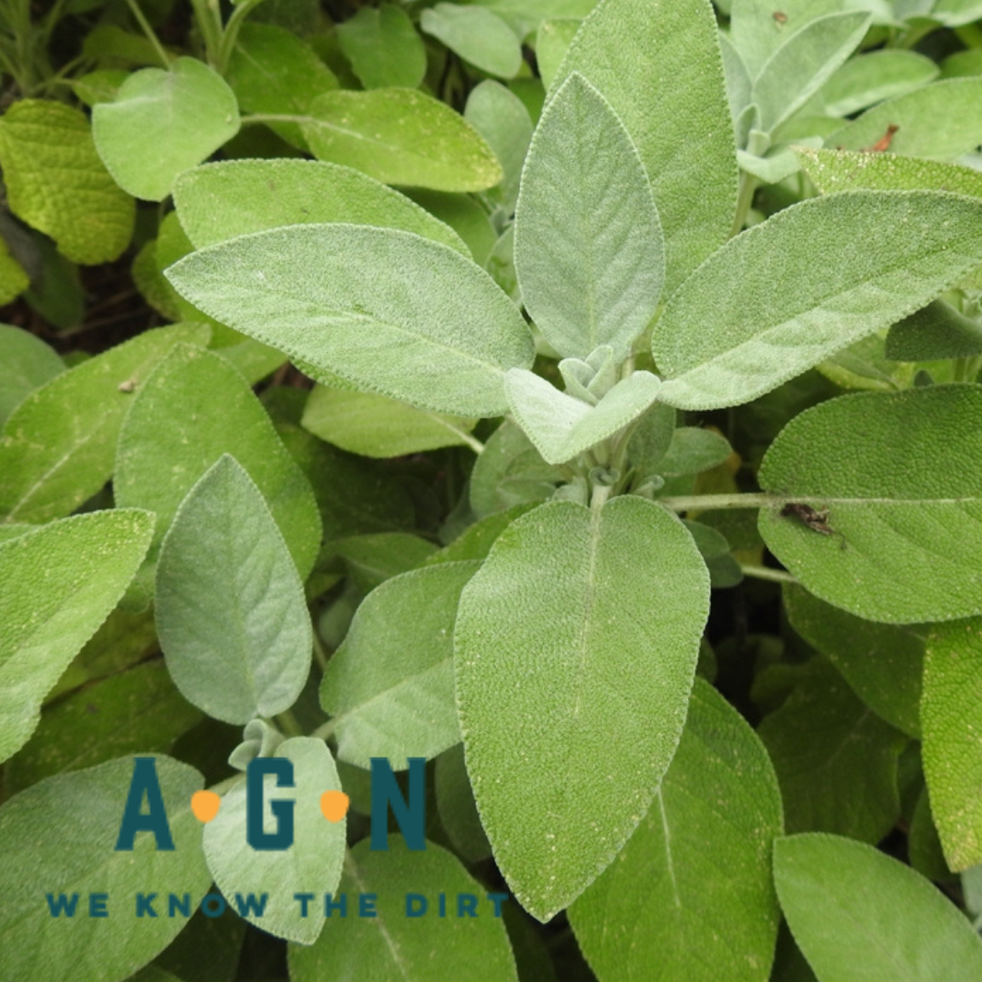 Green Garden Sage