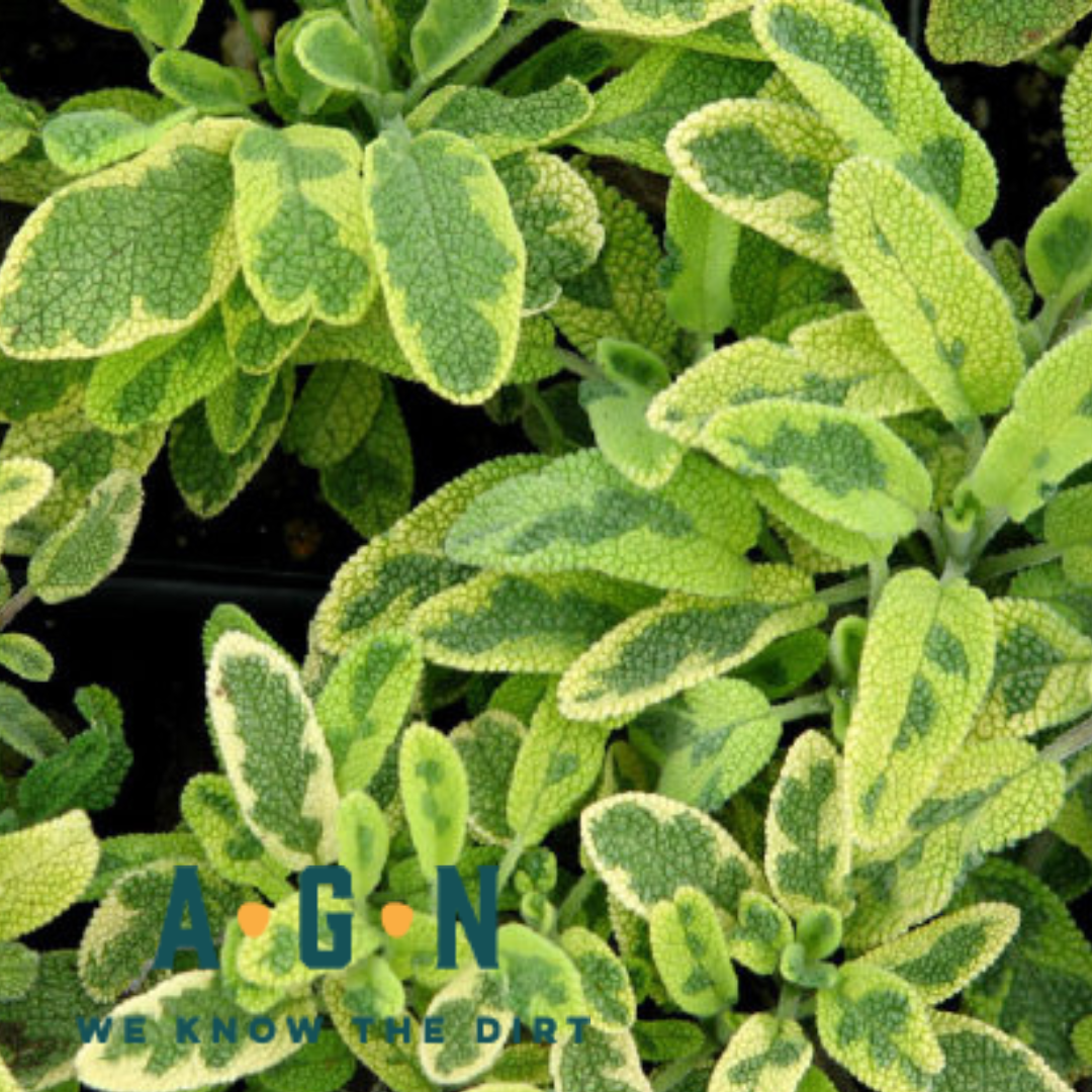 Golden Sage