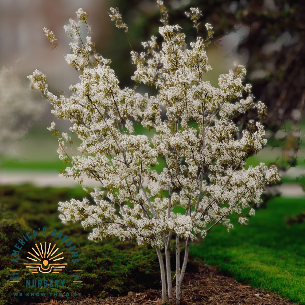 Standing Ovation Serviceberry