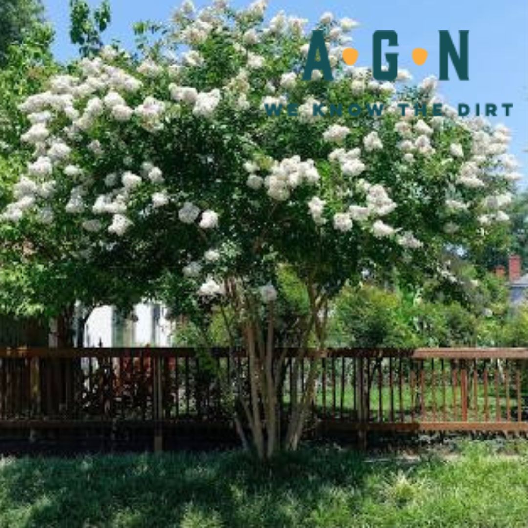 White Crepe Myrtle