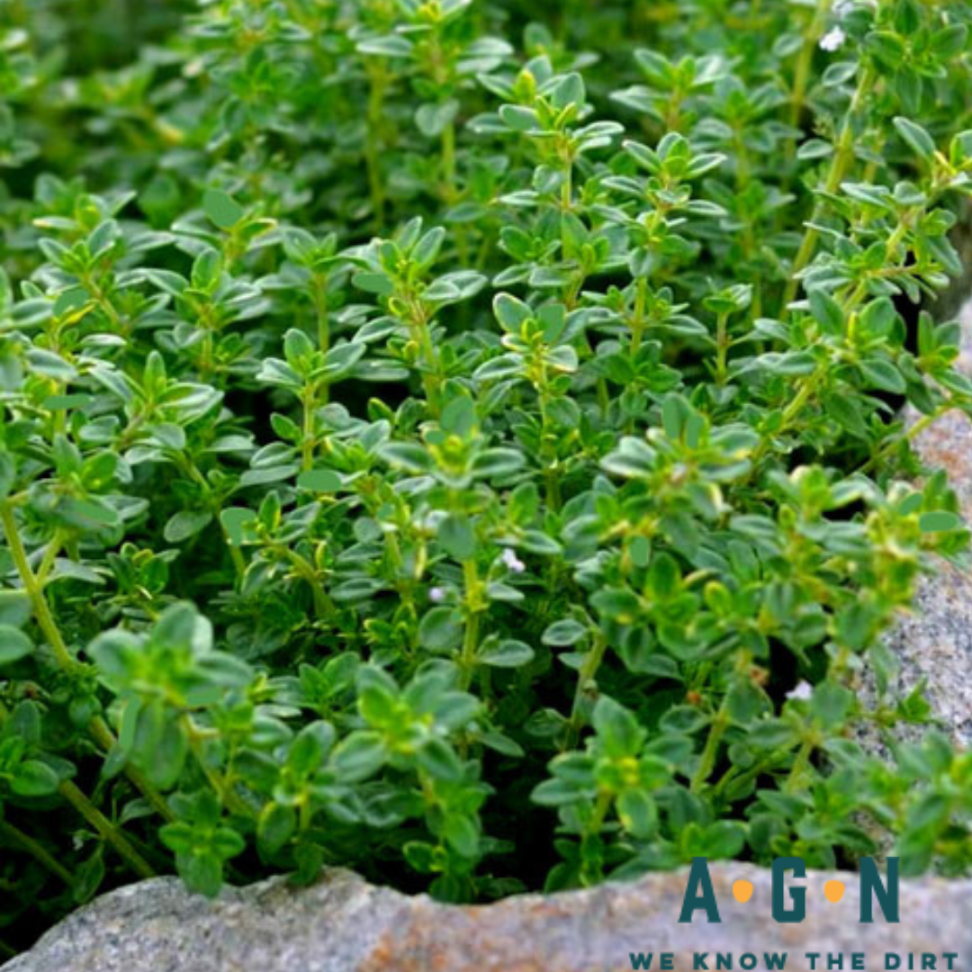 Lemon Thyme