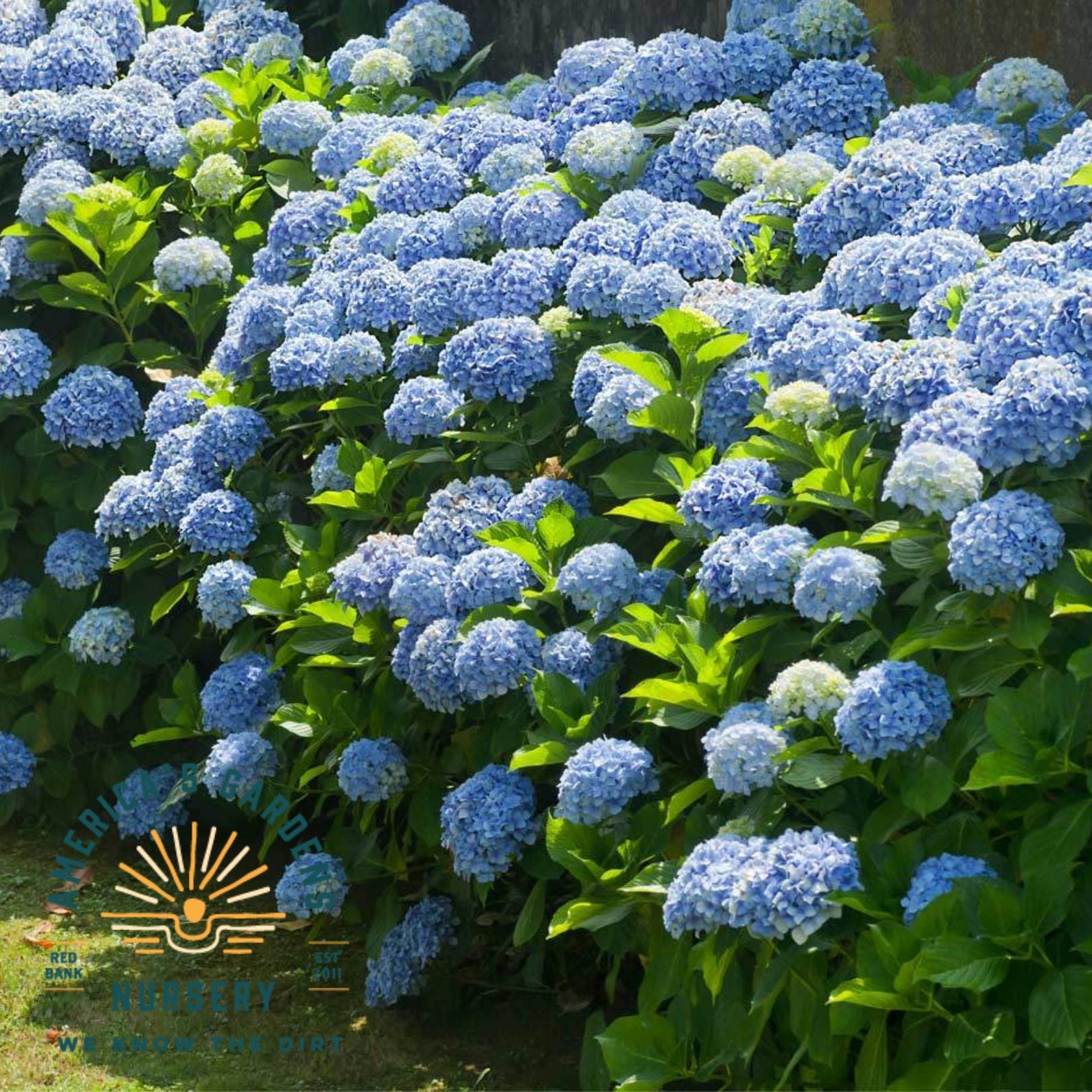 Nikko Blue Hydrangea