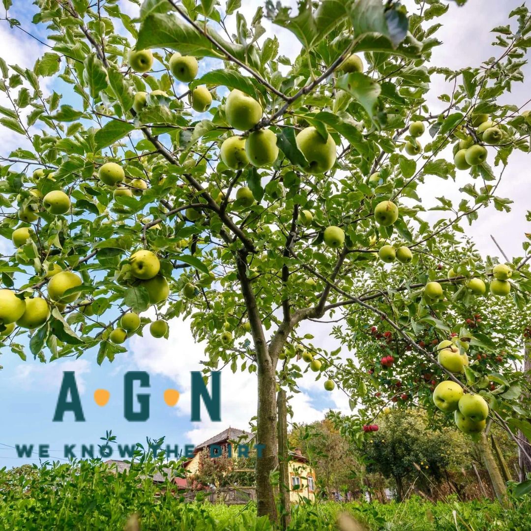 Dorsett Golden Apple Tree | The Dorsett Golden Apple Tree is a  self-pollinating dwarf tree that grows up to 10 feet tall. It thrives in  zones 5-9 and