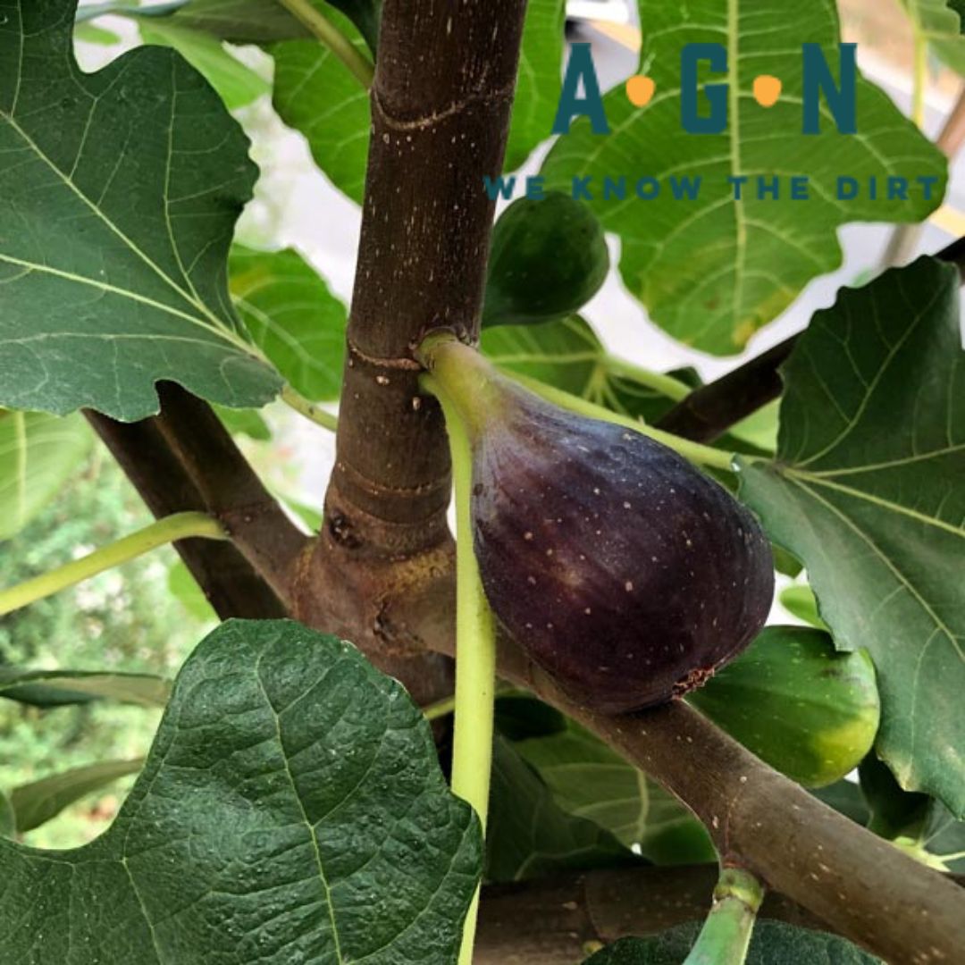 Marseilles Fig