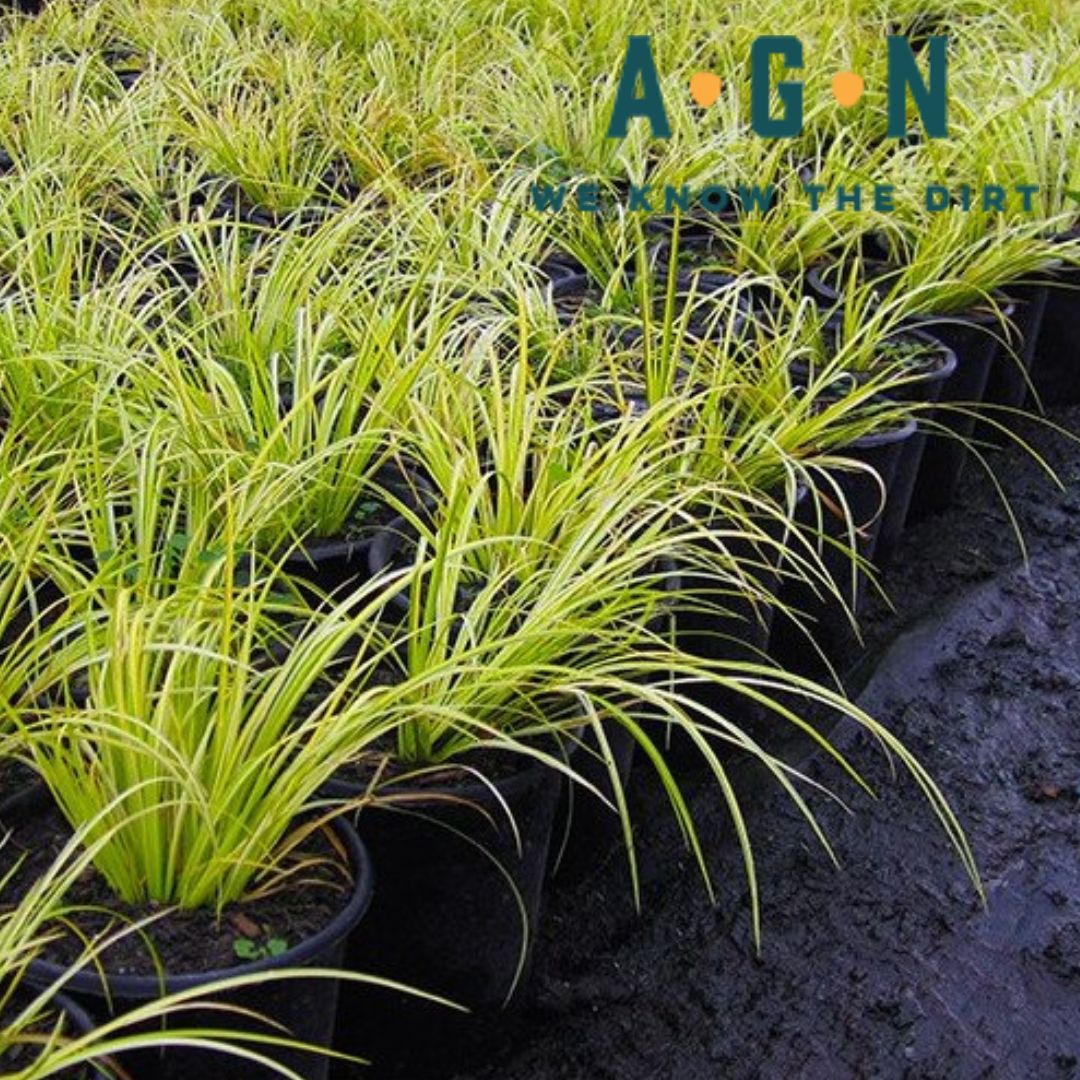 Sweet Flag Japanese Grass