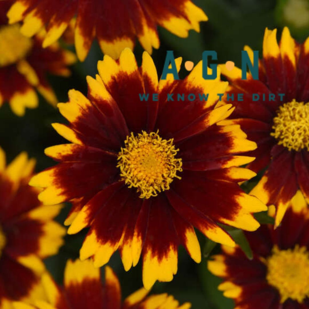 UPTICK Red Coreopsis