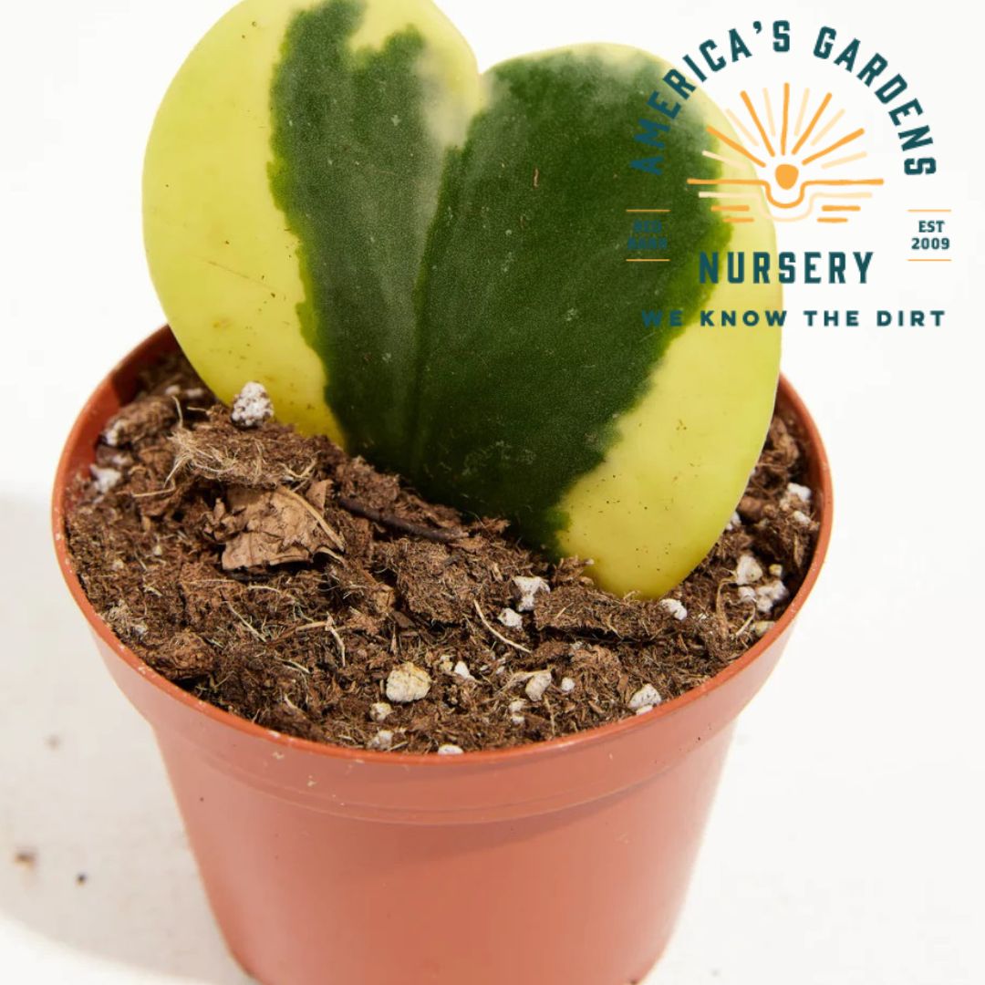 Hoya Kerrii