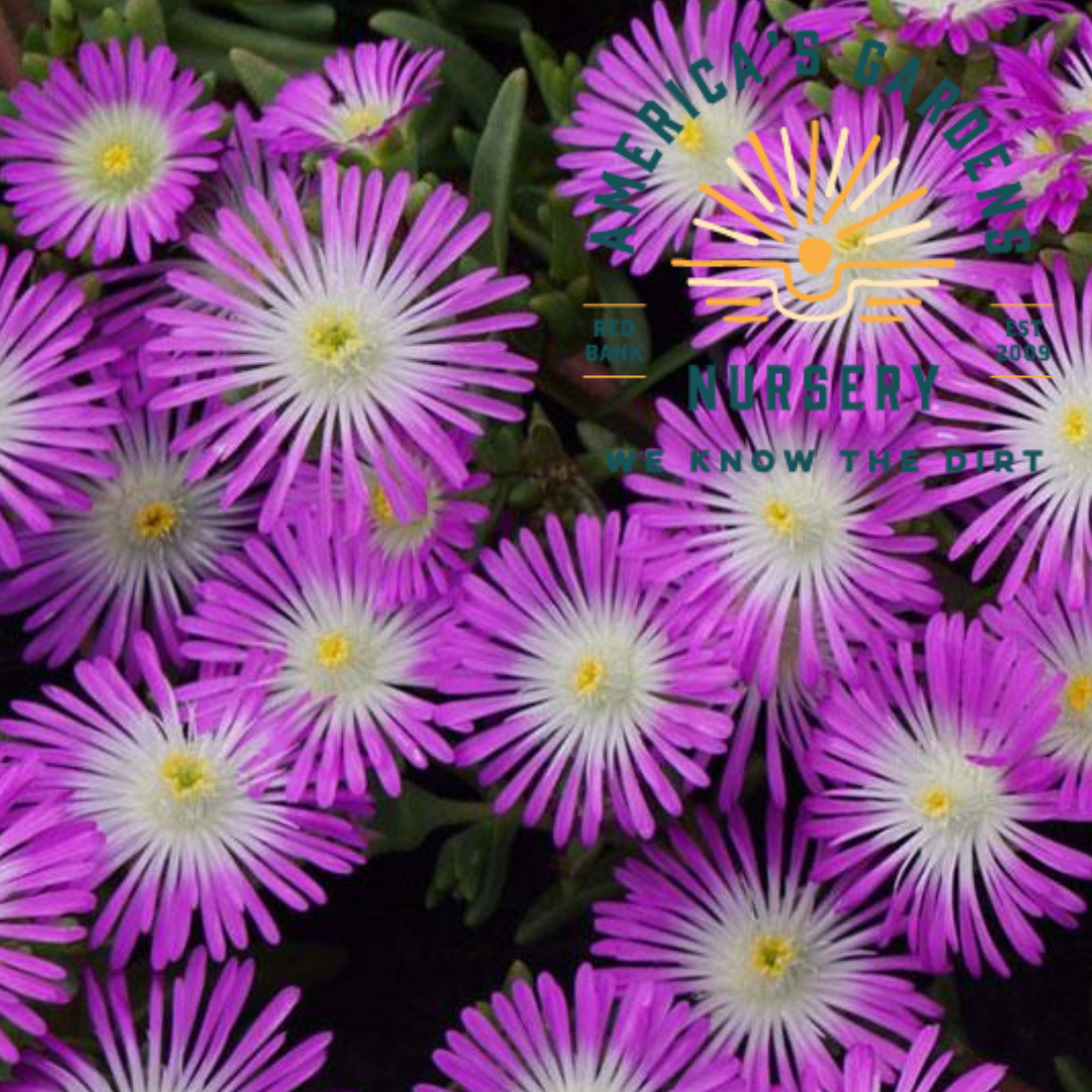 Wheels of Wonder Violet Delosperma (Ice Plant)
