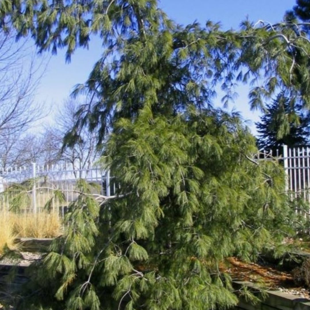 Weeping White Pine