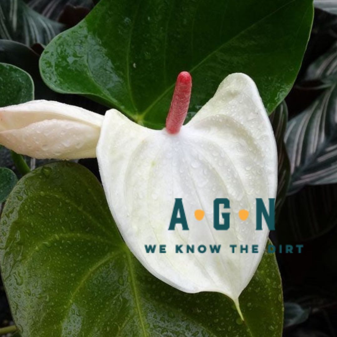 Flowering Anthurium Assortment