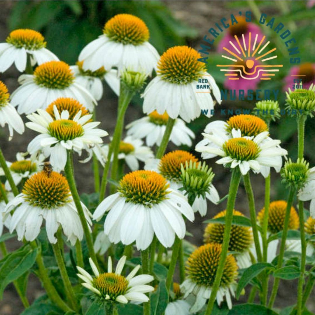 PowWow Echinacea (Cone Flower)