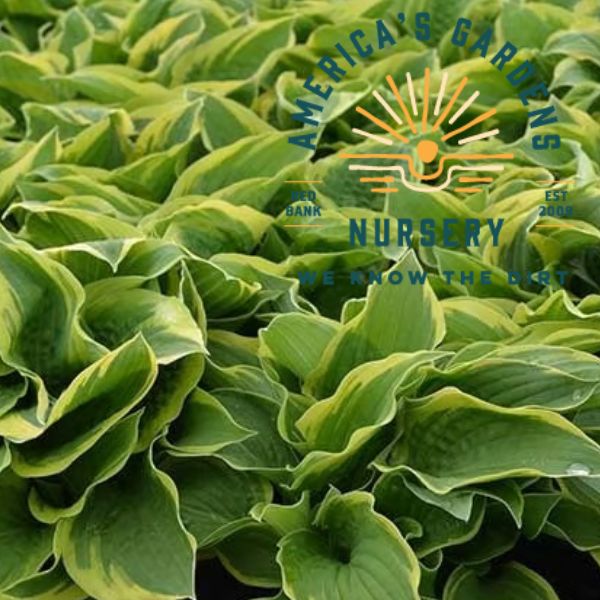 Wide Brim Hosta