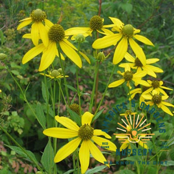 Wild Golden Glow Rudbeckia
