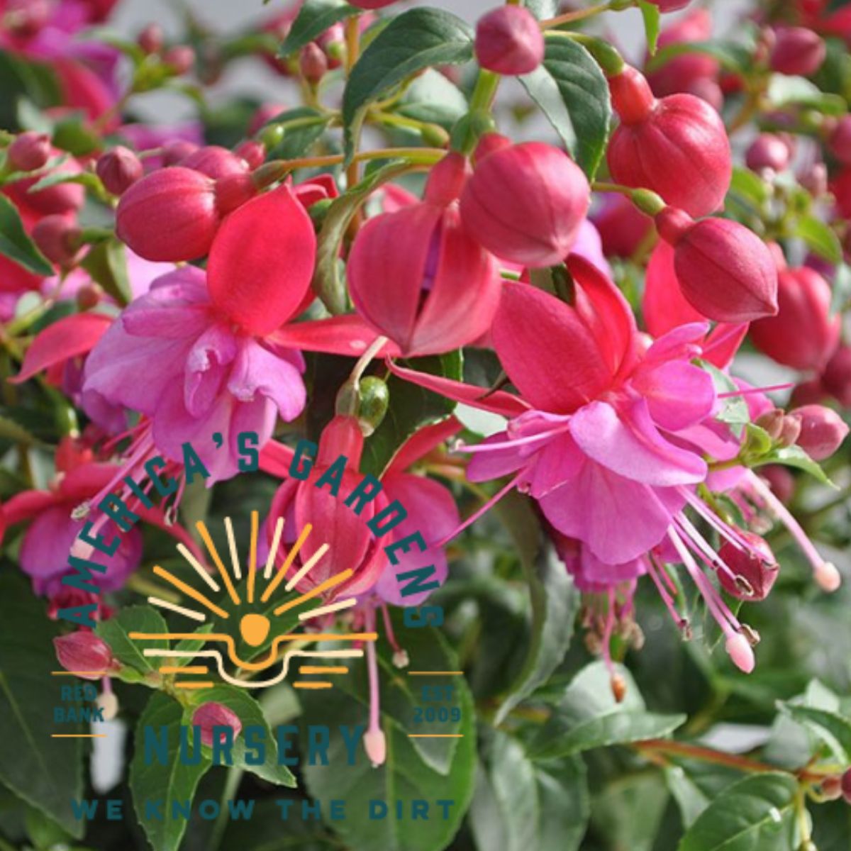 Windchimes Basket Double Pink Lilac Fuchsia