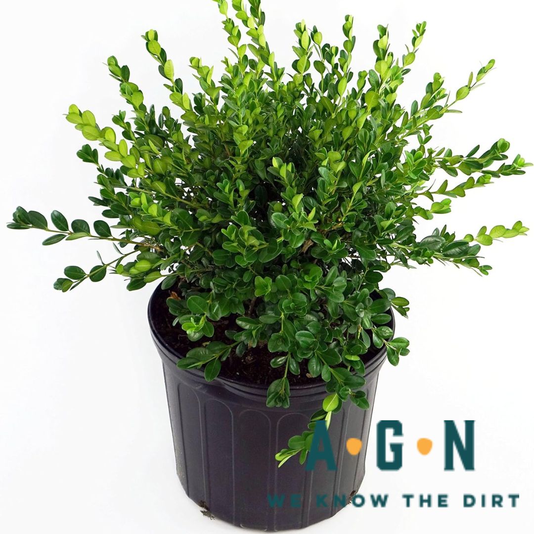 Wintergreen Boxwood