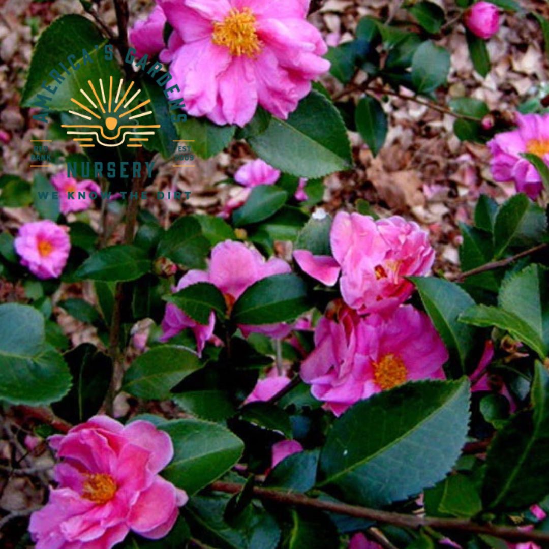 Winter's Joy Camellia