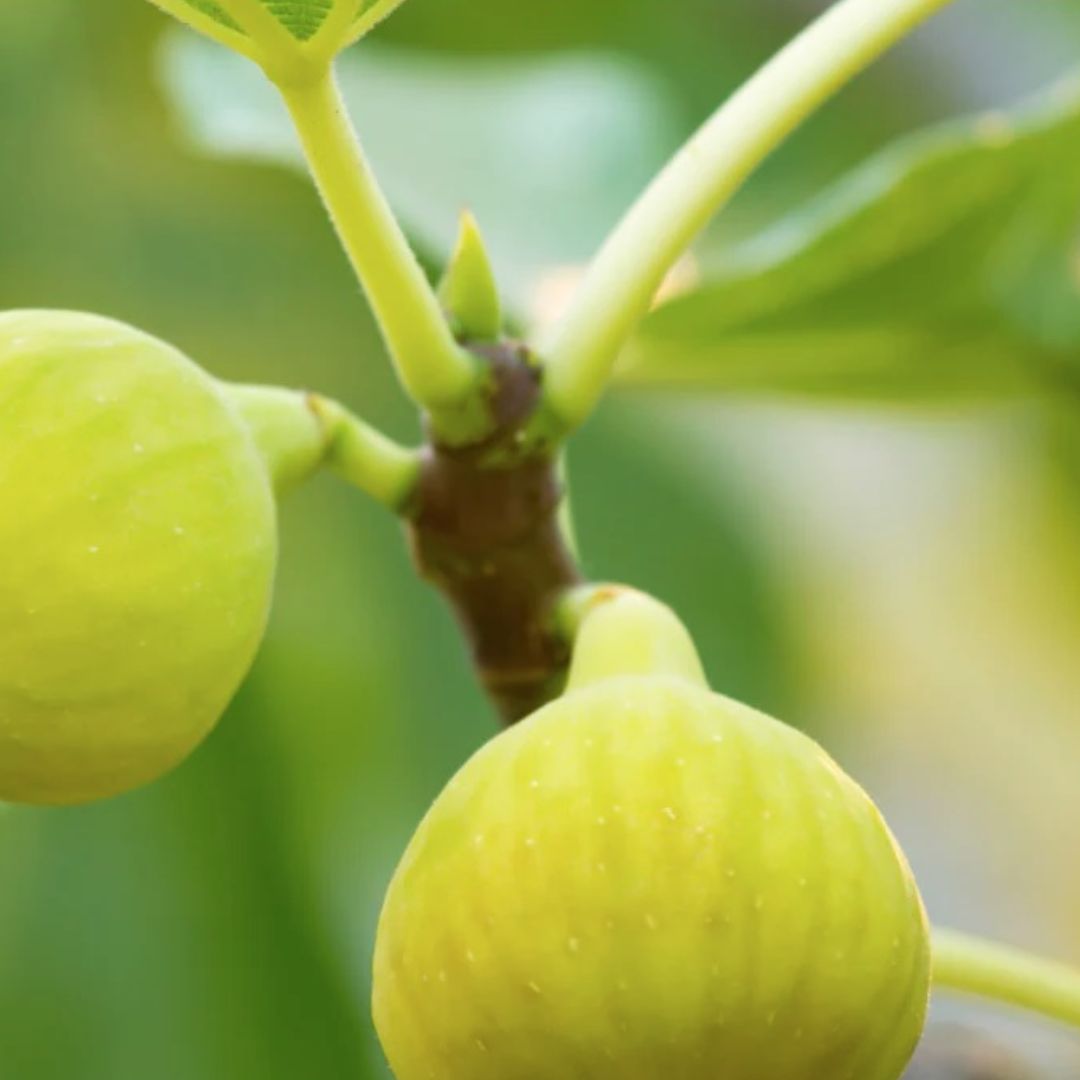Celeste Fig Tree