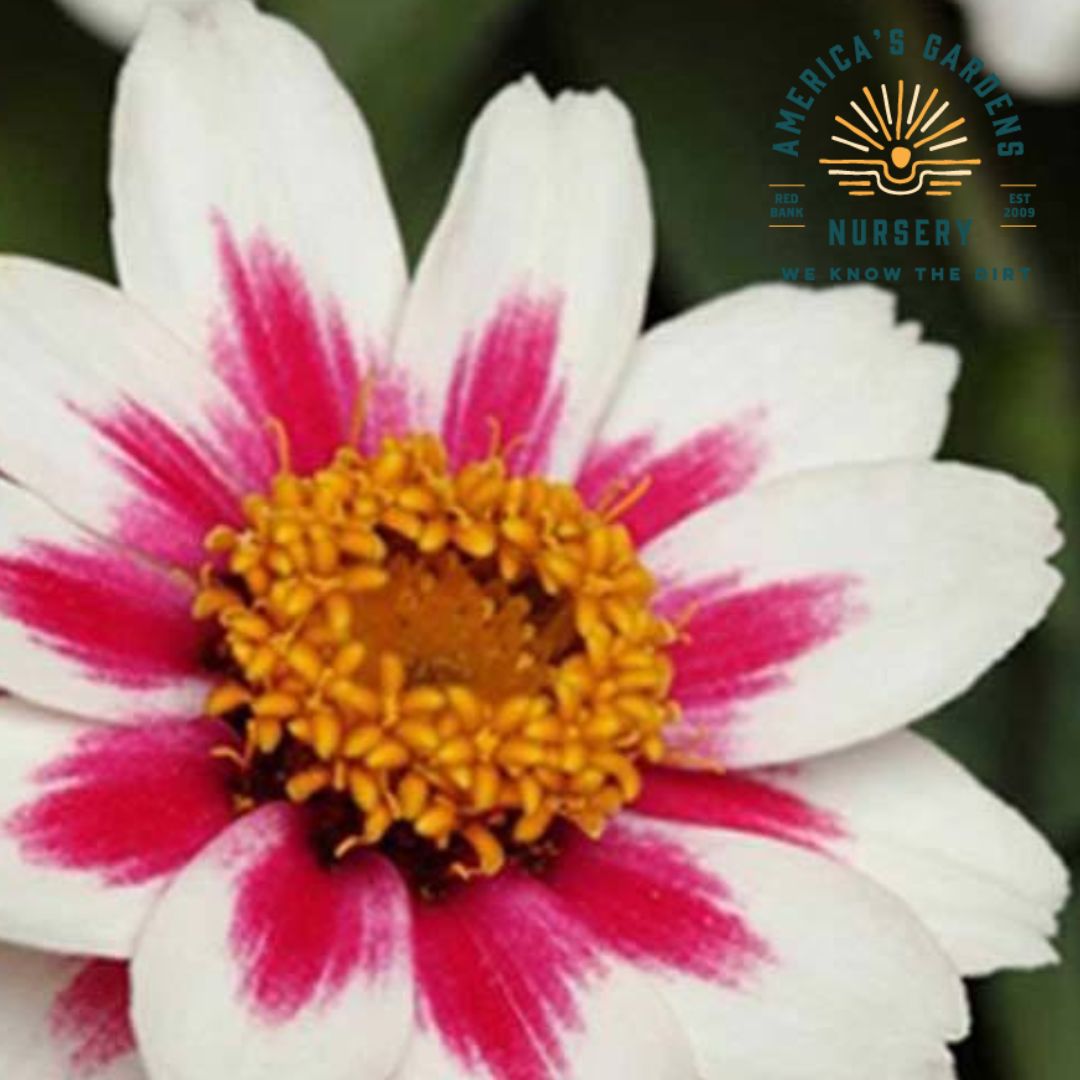 Zahara Rose Starlight Zinnia