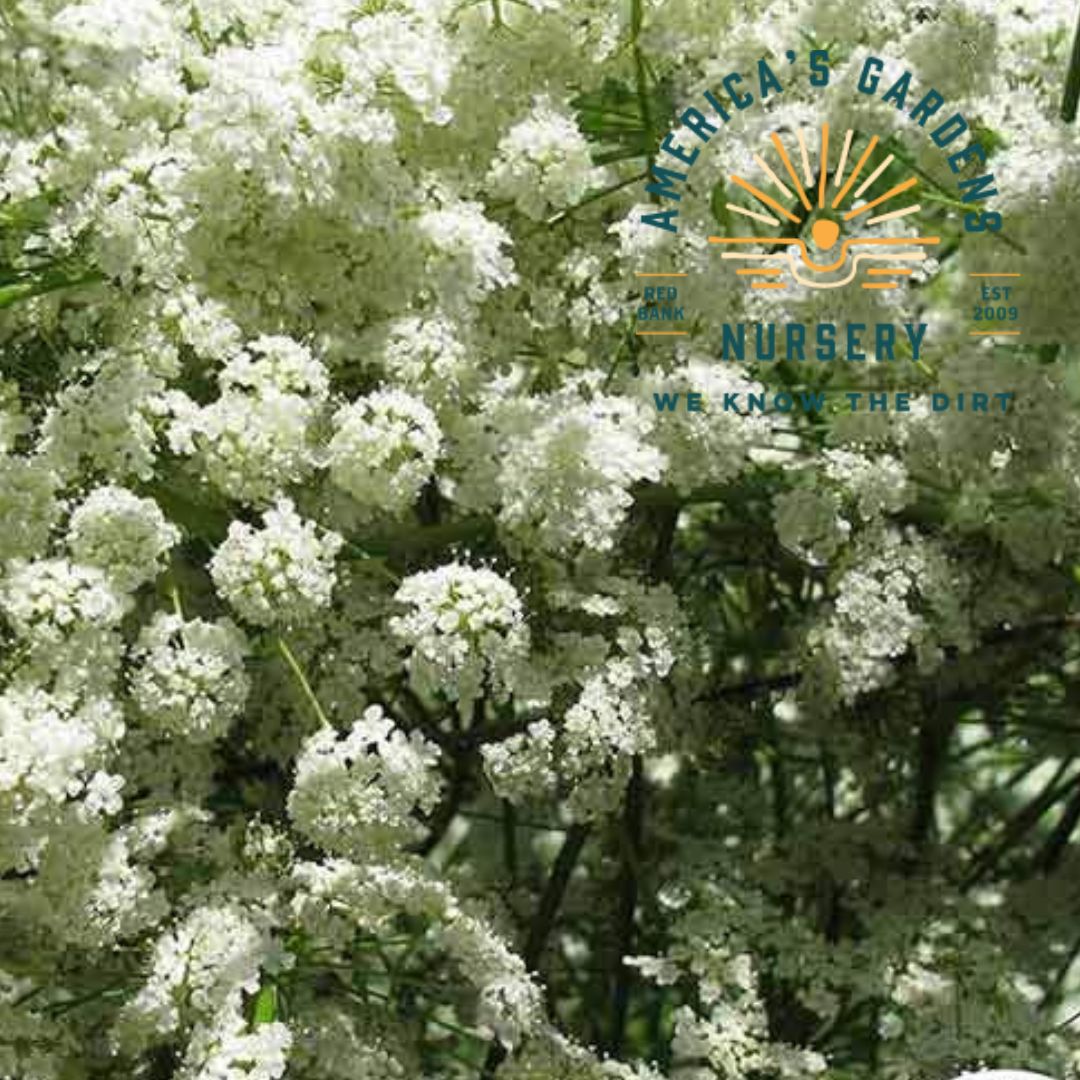 Anise Plant - America's Gardens Nursery