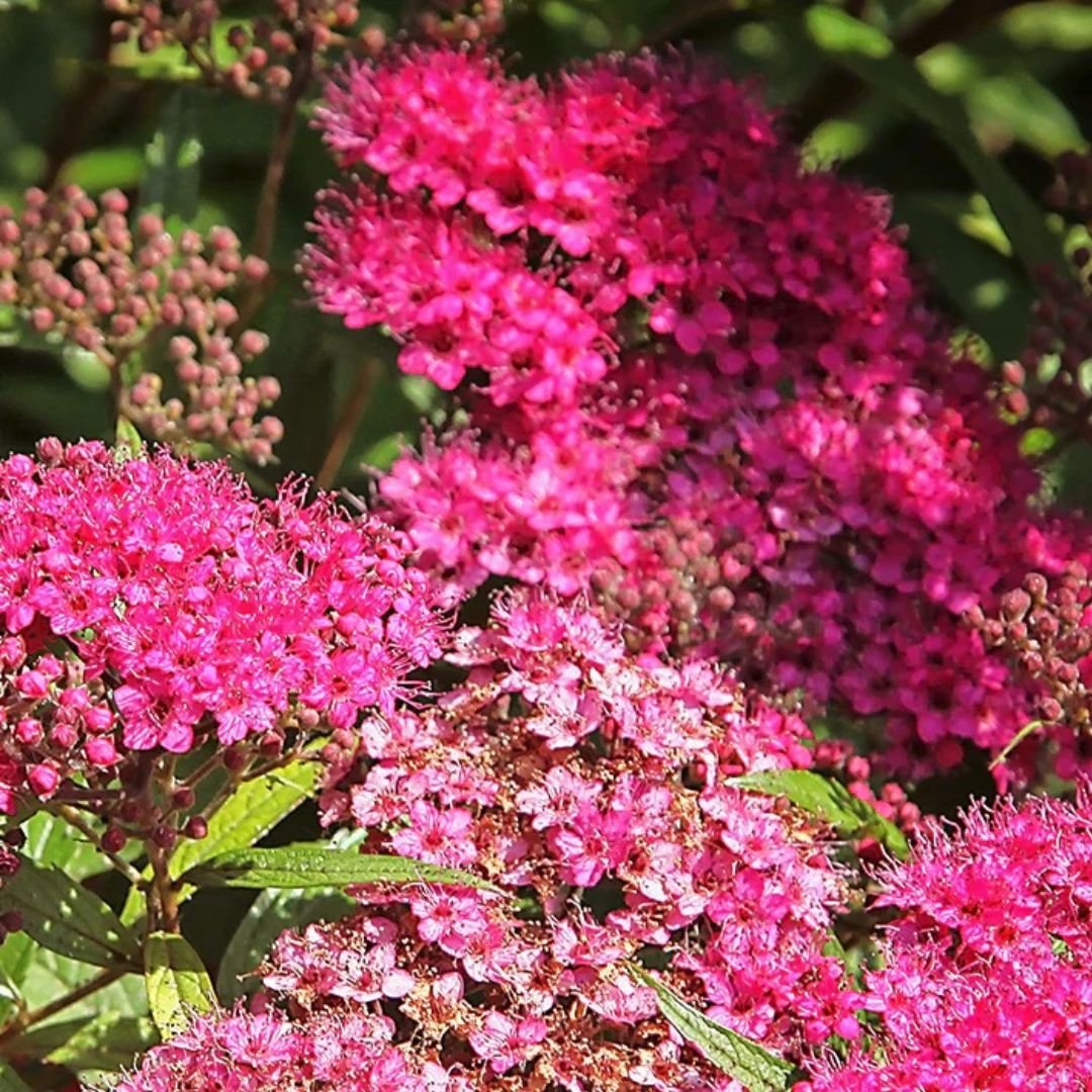 Anthony Waterer Sprirea - America's Gardens Nursery