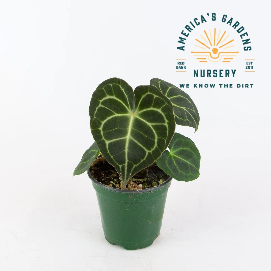 Anthurium Clarinervium - America's Gardens Nursery