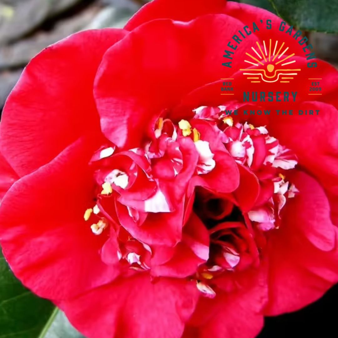 April Tryst Camellia - America's Gardens Nursery
