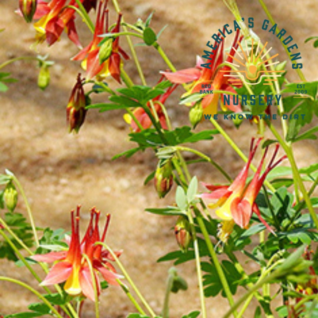 Aquilegia Canadensis (Native Columbine) - America's Gardens Nursery
