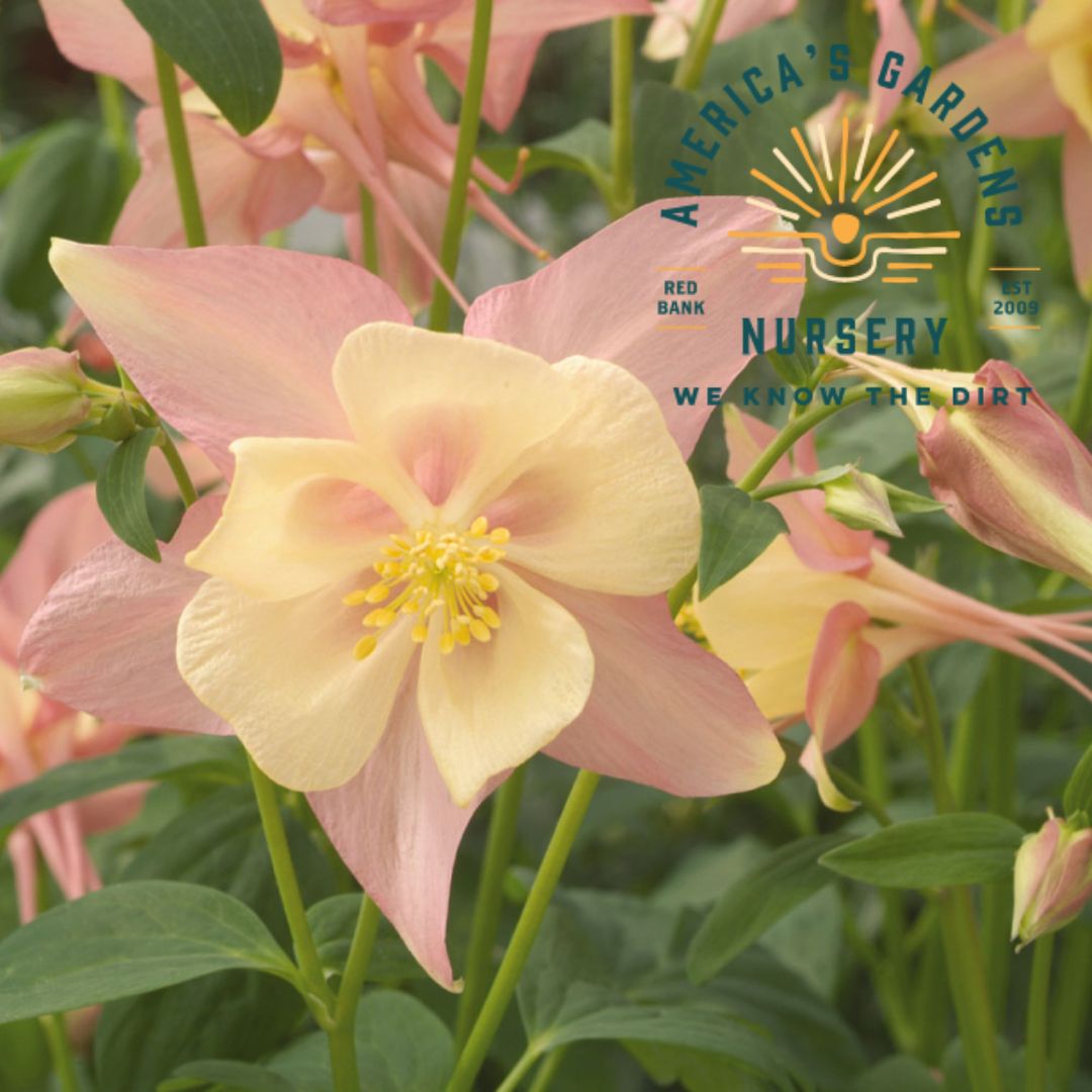 Aquilegia (Columbine) - America's Gardens Nursery
