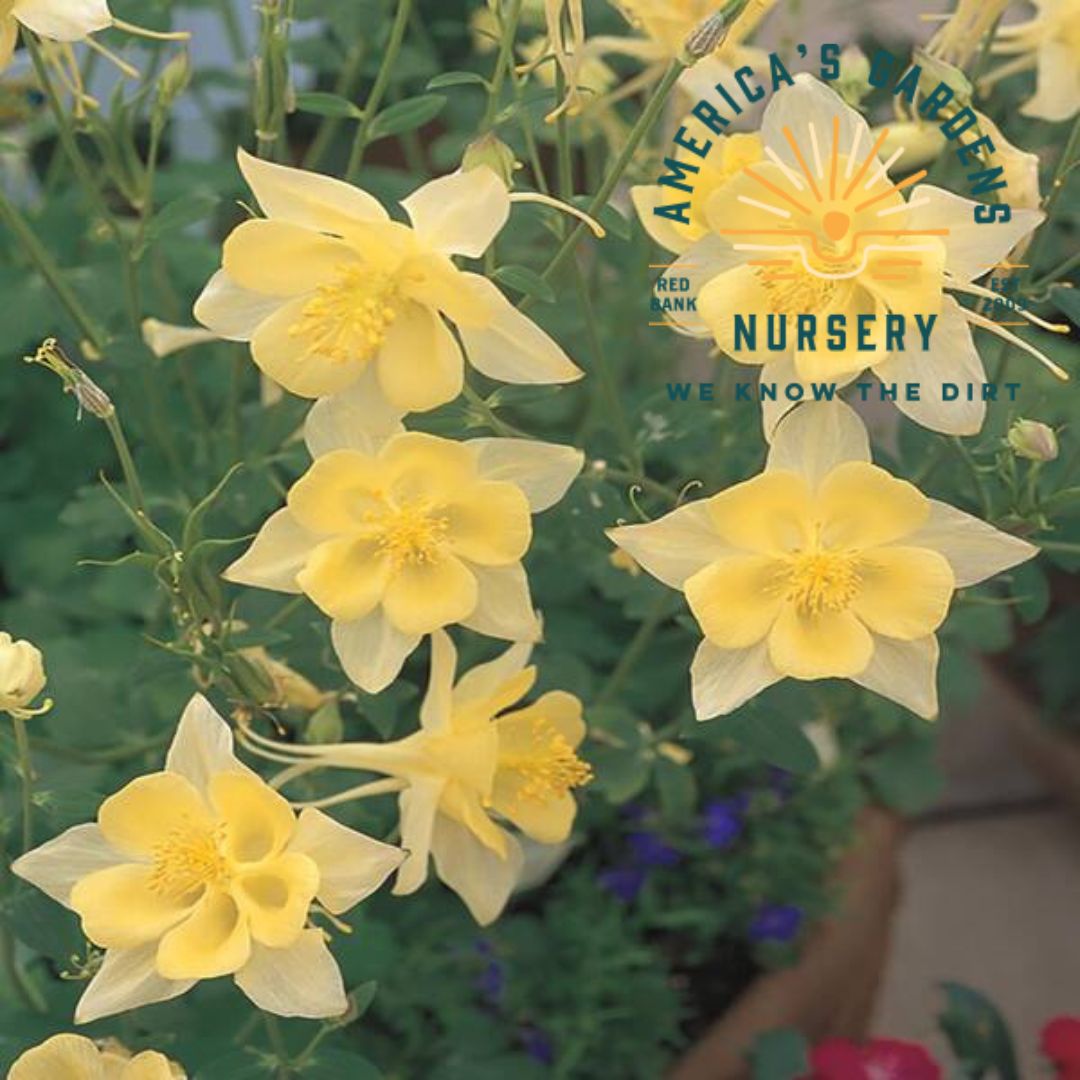 Aquilegia (Columbine) - America's Gardens Nursery