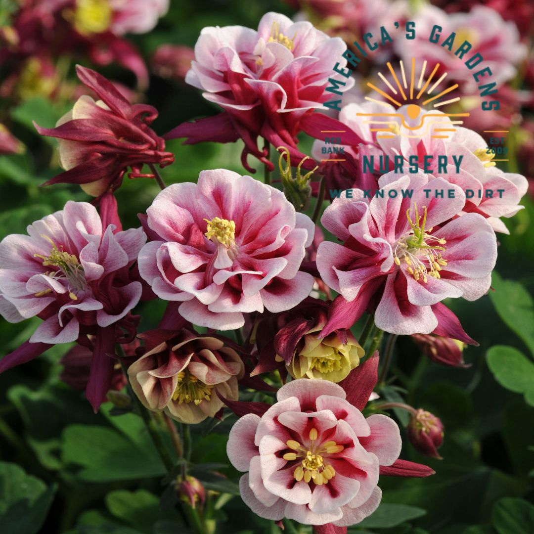 Aquilegia (Columbine) - America's Gardens Nursery