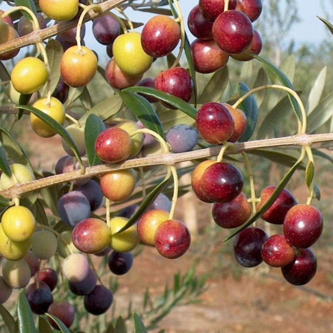 Arbequina Olive Plant - America's Gardens Nursery