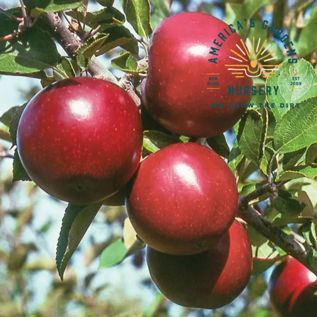 Arkansas Black Dwarf Apple Tree - America's Gardens Nursery