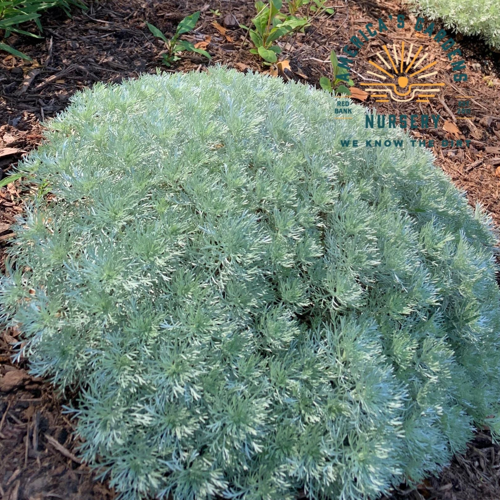 Artemisia Silver Mound - America's Gardens Nursery