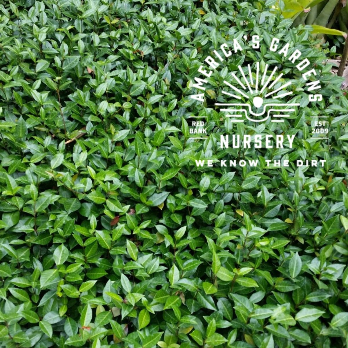 Asiatic Jasmine - America's Gardens Nursery