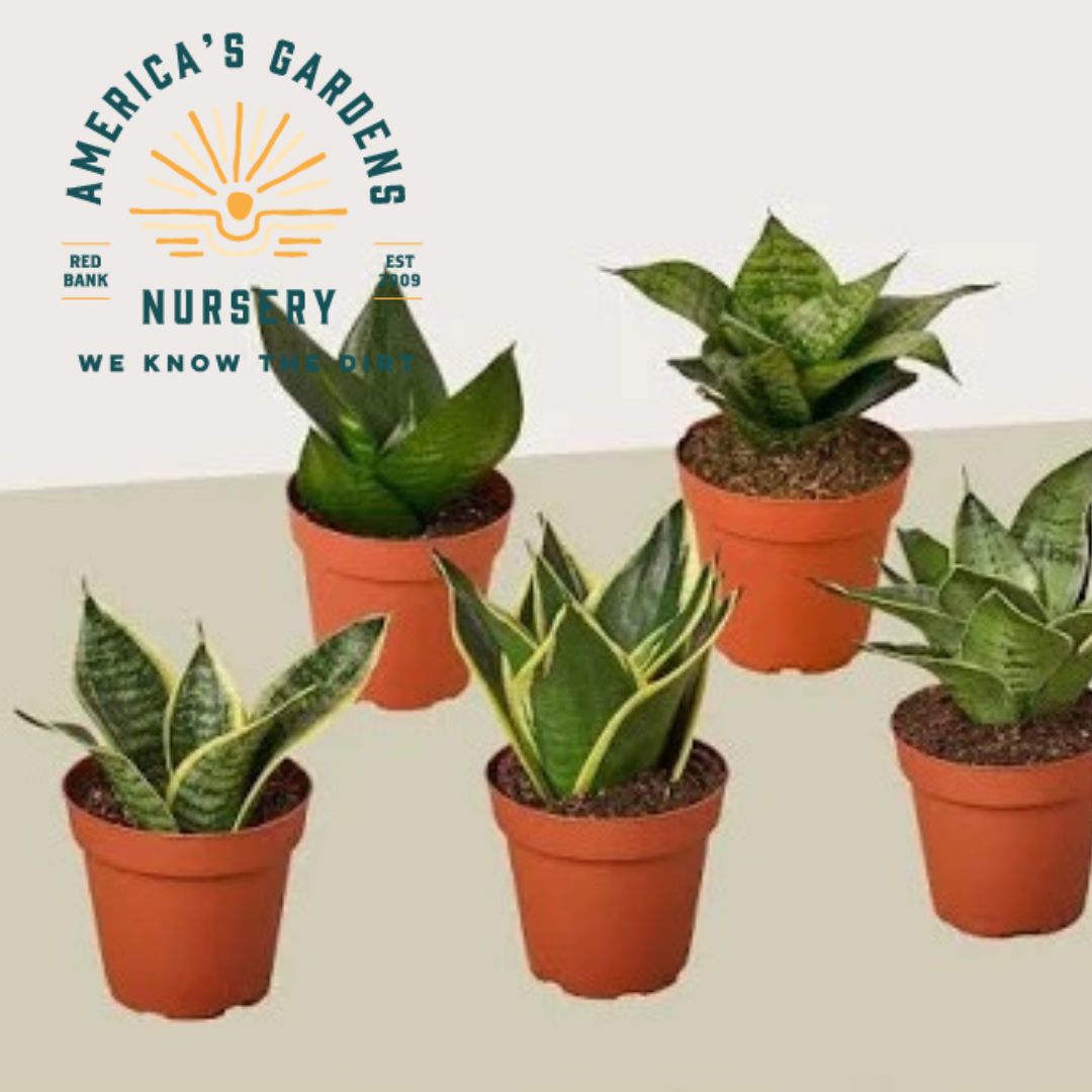 Assorted Sansevieria (Snake Plant) - America's Gardens Nursery