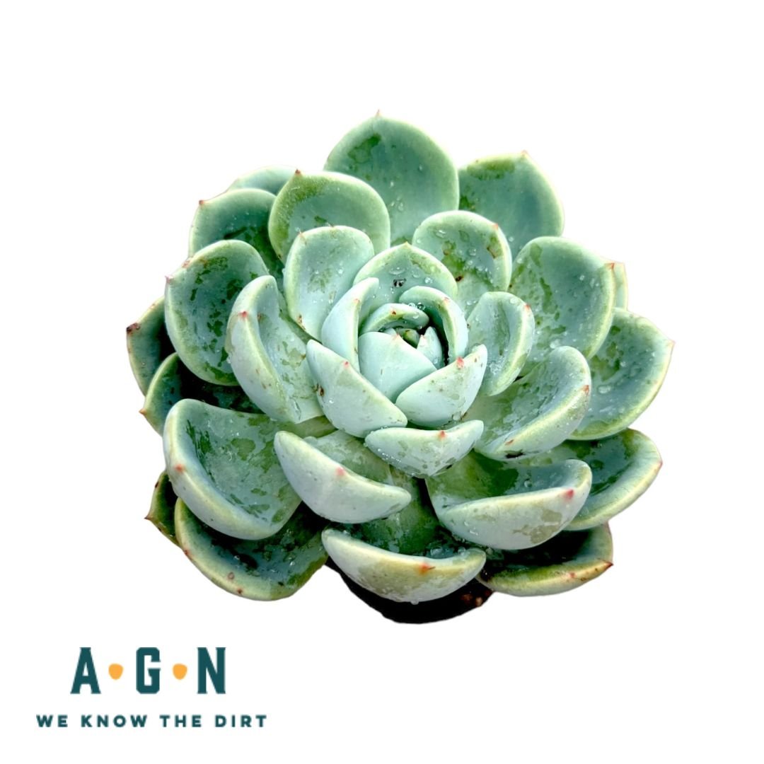 Assorted Succulents - America's Gardens Nursery