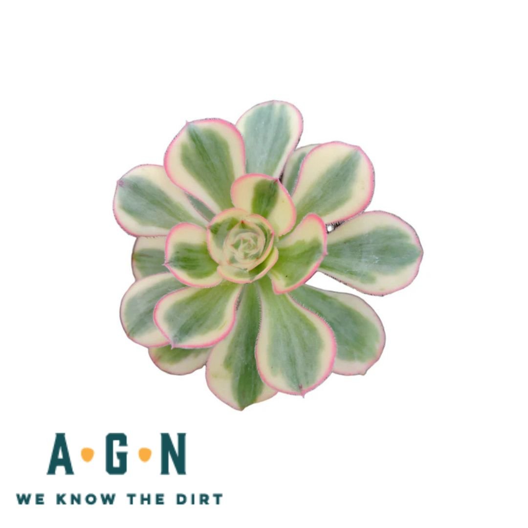 Assorted Succulents - America's Gardens Nursery