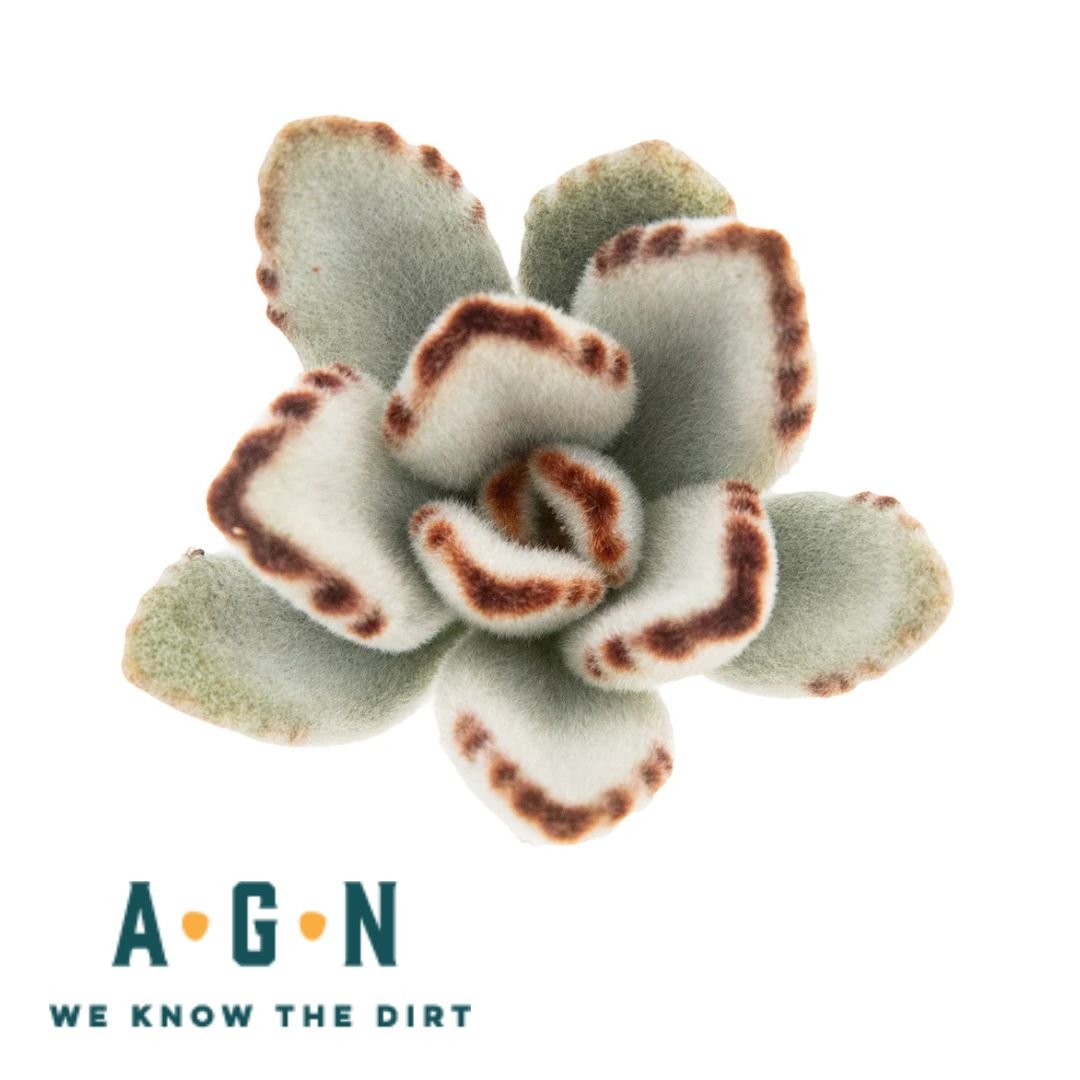 Assorted Succulents - America's Gardens Nursery