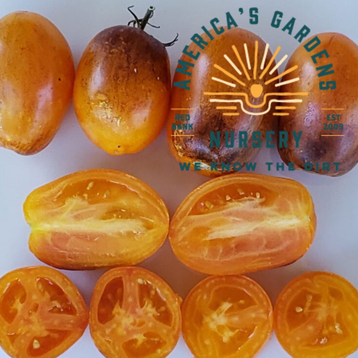 Atomic Sunset Tomato Plants - America's Gardens Nursery