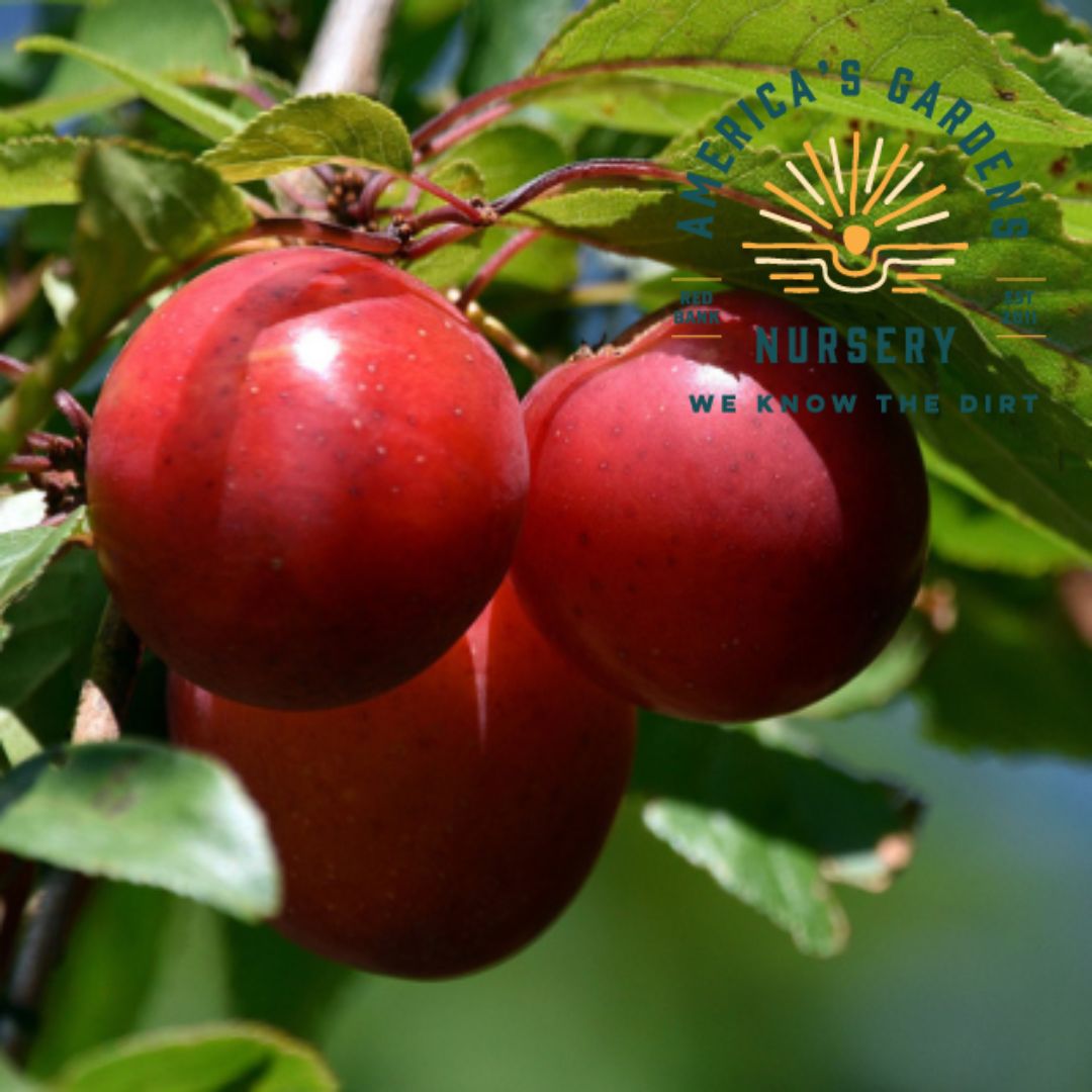 AU Cherry Plum Tree - America's Gardens Nursery