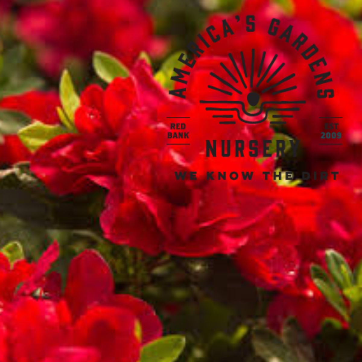 Autumn Bonfire Encore Azalea - America's Gardens Nursery