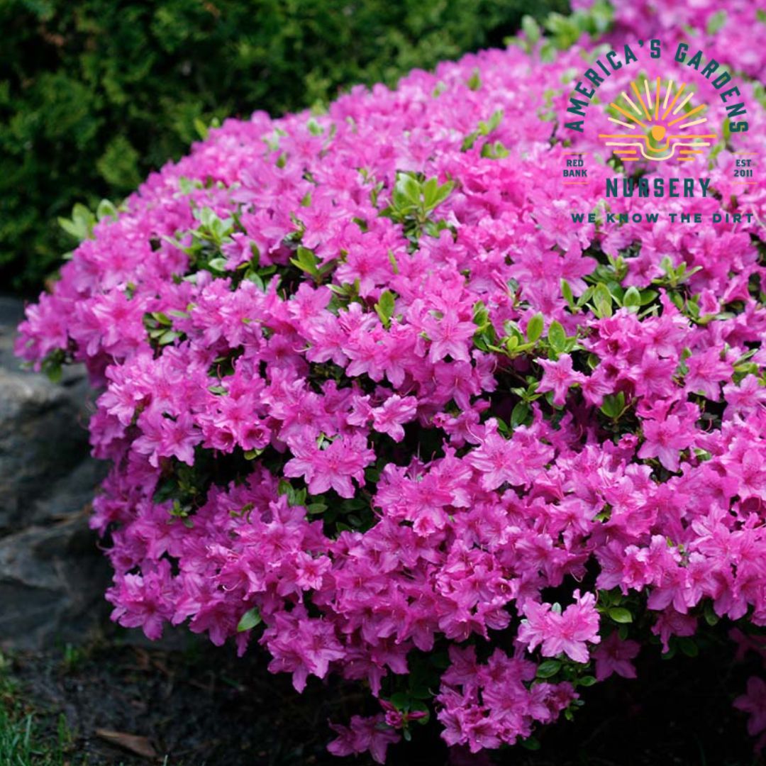 Azalea Poukhanense - America's Gardens Nursery