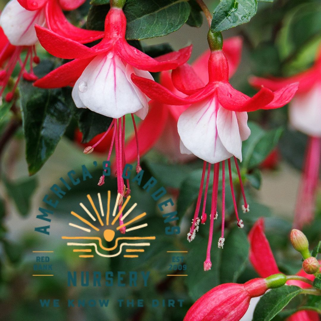 Ballerina Fuchsia - America's Gardens Nursery